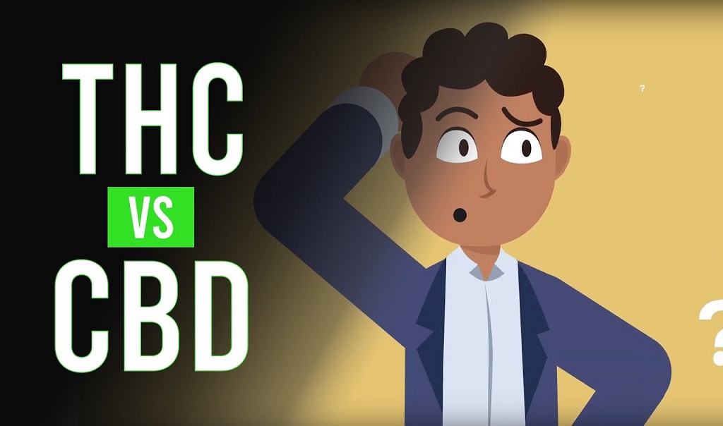 THC לעומת CBD: מה ההבדל?