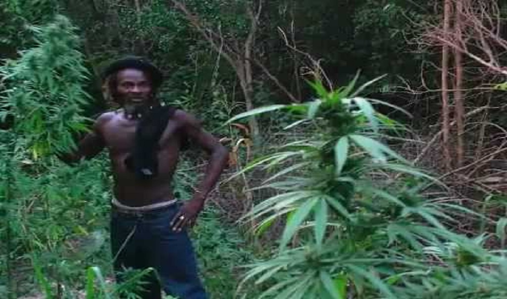 סיור בג'ונגל של ג'מייקה ושדה קנאביס